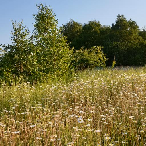 Летний Сад - Letniy Sad