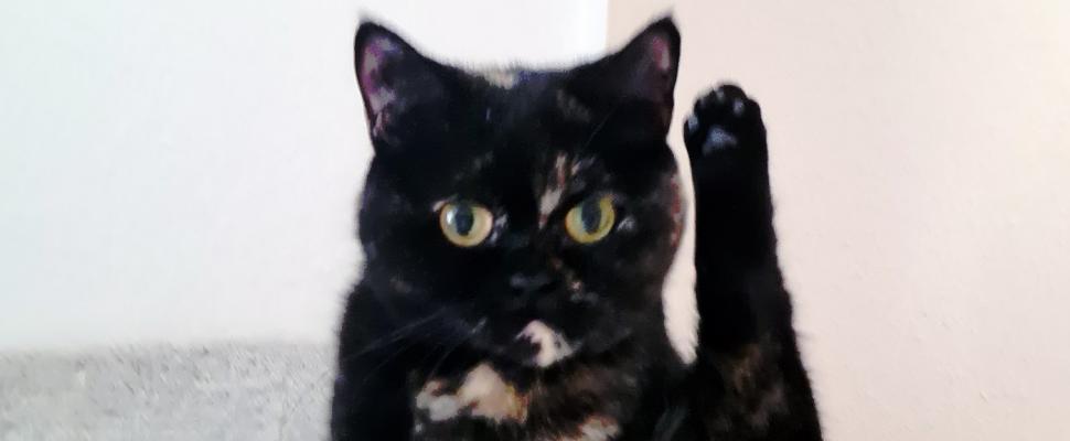 VBeatner - datatadada the dancing cat - 1054 - cover