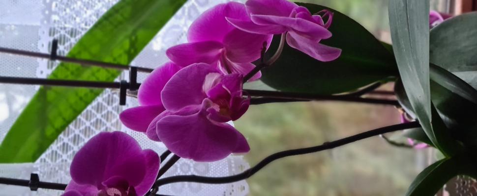 vbeatner flower flavor